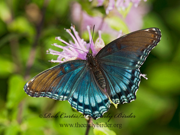 Limenitis arthemis astanax - Red-spotted Purple 8026550