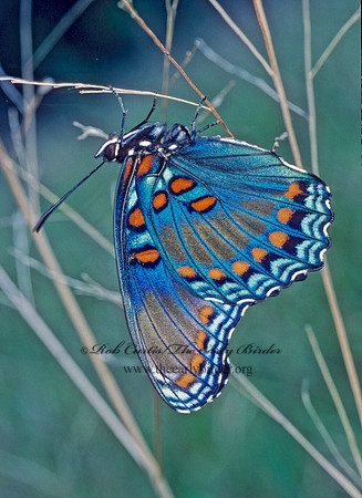 Limenitis arthemis astanax - Red-spotted Purple 154820
