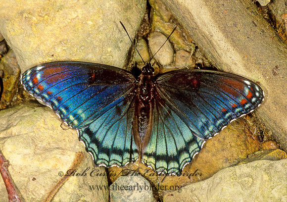 Limenitis arthemis astanax - Red-spotted Purple 1112004
