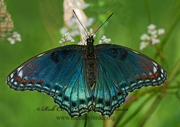 Limenitis arthemis astanax - Red-spotted Purple 3009031