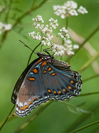 Limenitis arthemis astanax - Red-spotted Purple 8026553