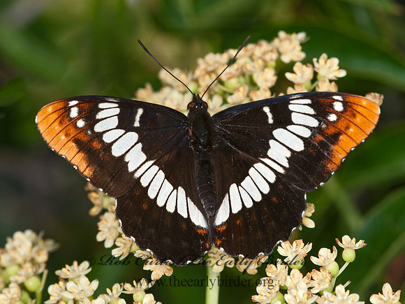 Limenitis lorquini  LORQUIN'S ADMIRAL 8037244