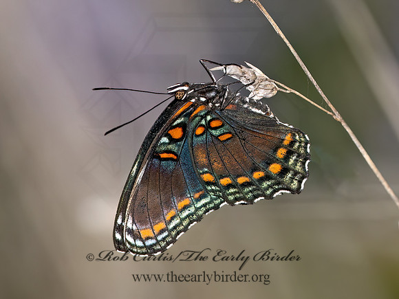 Limenitis arthemis astynax  RED-SPOTTED PURPLE 9069993z