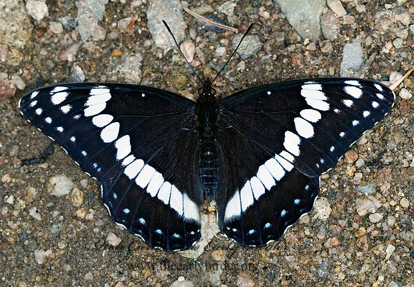 Limenitis weidmeyerii - Weidmeyer's Admiral 7009948