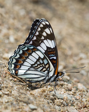 Limenitis weidmeyerii - Weidmeyer's Admiral 7009954