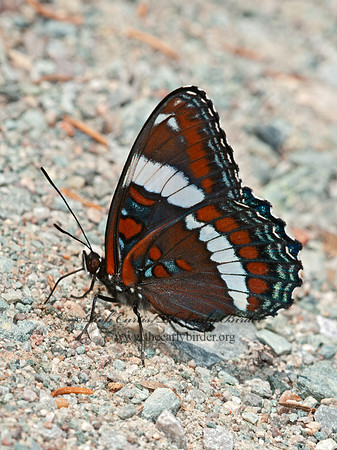 Limentis arthemis arthemis  WHITE ADMIRAL 3014078