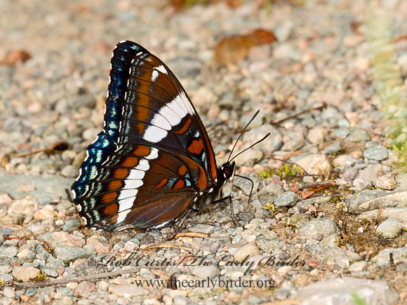 Limentis arthemis arthemis  WHITE ADMIRAL 9033982
