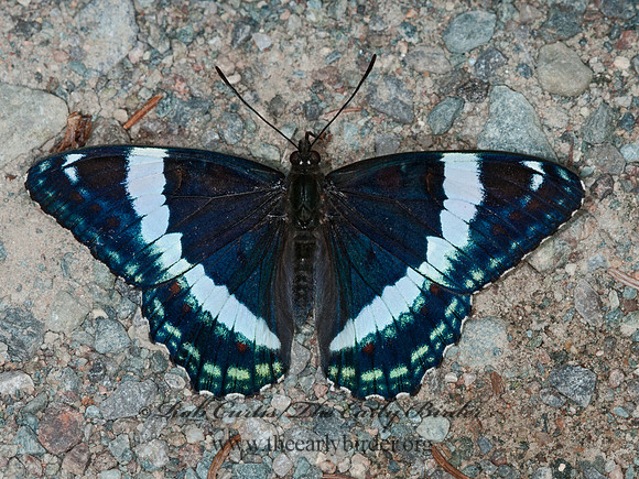 Limentis arthemis arthemis  WHITE ADMIRAL 3014085