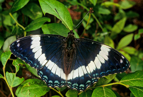 Limentis arthemis arthemis - White Admiral 176326