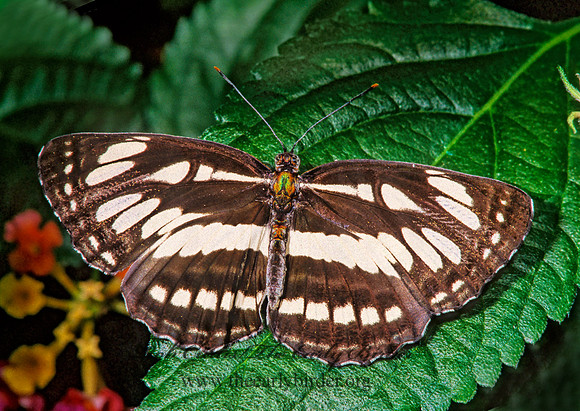 Neptis hylas - Common Sailor 266831