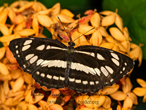 Neptis hylas - Common Sailor 8009642