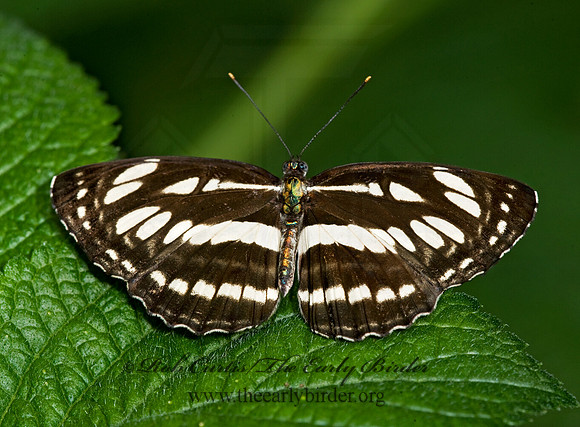 Neptis hylas - Common Sailor 8009634