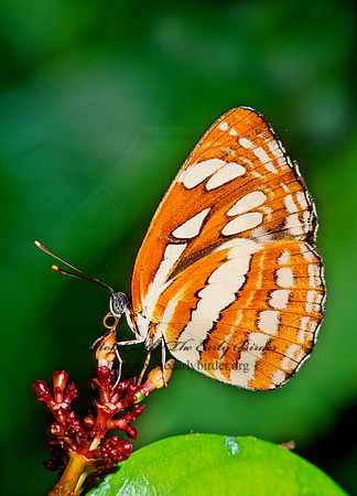 Neptis hylas - Common Sailor 266620