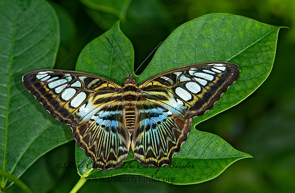 Parthenos sylvia - Clipper 8006635