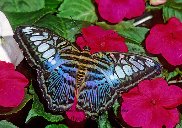 Parthenos sylvia - Clipper 266615