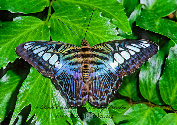 Parthenos sylvia - Clipper 266907
