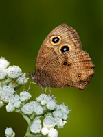 Cercyonis pegala - Common Wood Nymph 3003163