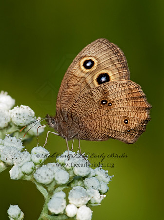 Cercyonis pegala  - Common Wood Nymph 3003163
