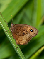 Cercyonis pegala - Common Wood Nymph 3003198