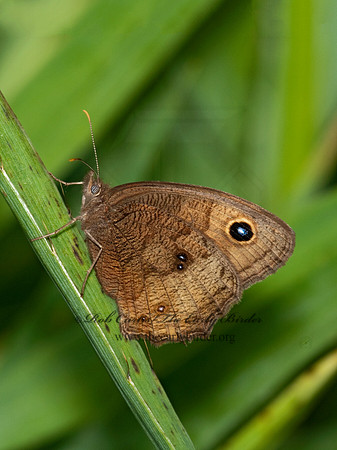 Cercyonis pegala  - Common Wood Nymph 3003198