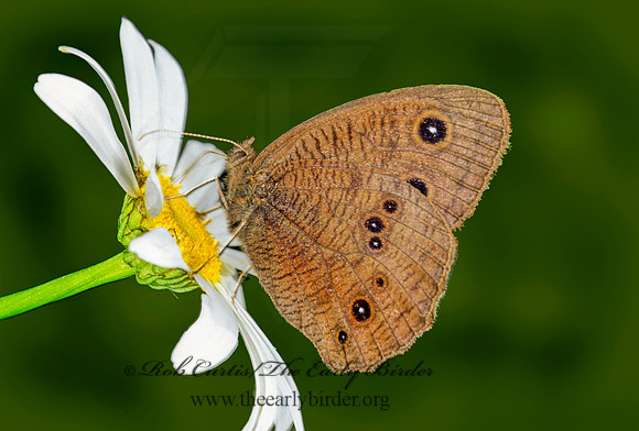 Cercyonis pegala  - Common Wood Nymph 209513