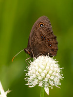 Cercyonis pegala - Common Wood Nymph 3003255
