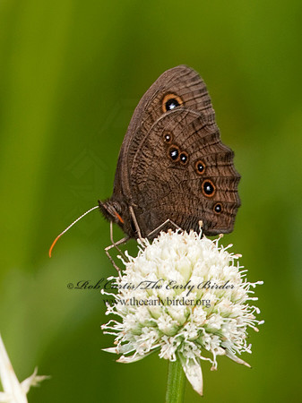 Cercyonis pegala  - Common Wood Nymph 3003255