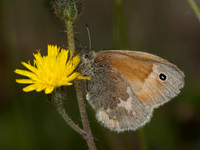 Coenonympha tullia COMMON RINGLET 8034371