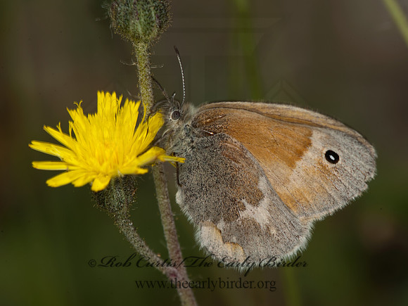 Coenonympha tullia  COMMON RINGLET 8034371