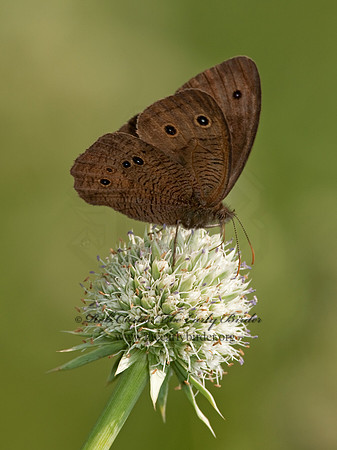 Cercyonis pegala  - Common Wood Nymph 3003273