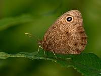 Cercyonis pegala nephele = COMMON WOOD NYMPH 9040564