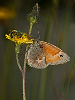 Coenonympha tullia COMMON RINGLET 8034372