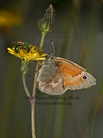 Coenonympha tullia  COMMON RINGLET 8034372
