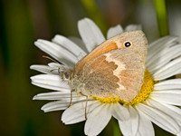 Coenonympha tullia COMMON RINGLET 9032683