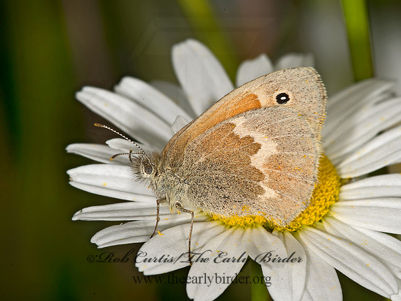 Coenonympha tullia  COMMON RINGLET 9032683
