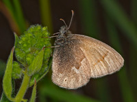 Coenonympha tullia california CALIFORNIA RINGLET 8036884