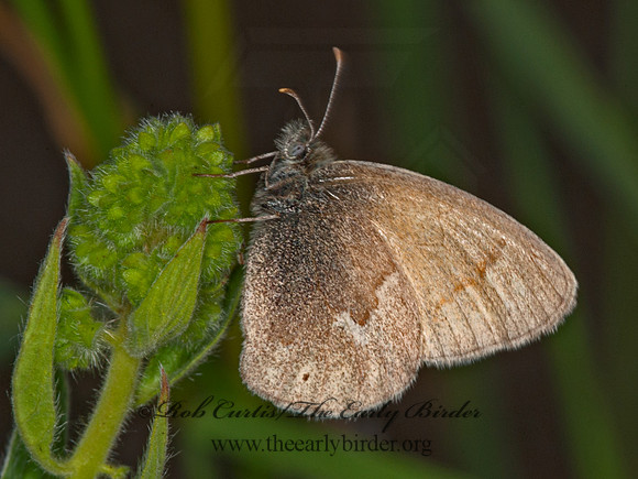 Coenonympha tullia california  CALIFORNIA RINGLET 8036884