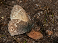 Coenonympha tullia california CALIFORNIA RINGLET 8036906