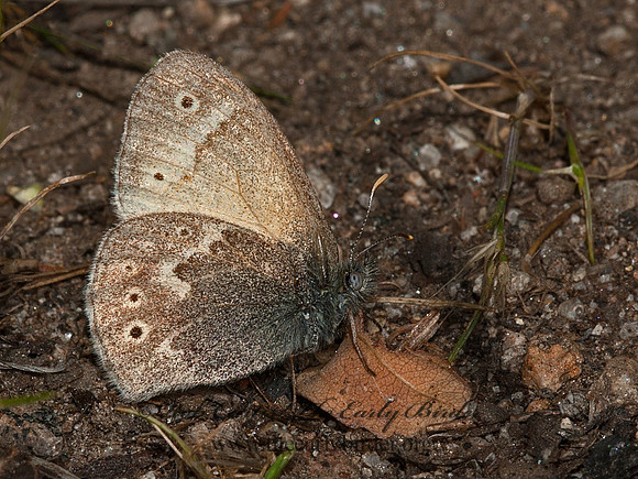 Coenonympha tullia california  CALIFORNIA RINGLET 8036906