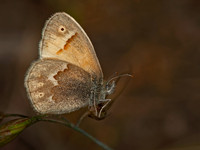 Coenonympha tullia california CALIFORNIA RINGLET 8036910