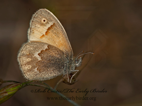 Coenonympha tullia california  CALIFORNIA RINGLET 8036910