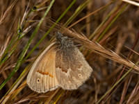 Coenonympha tullia california CALIFORNIA RINGLET 8036908