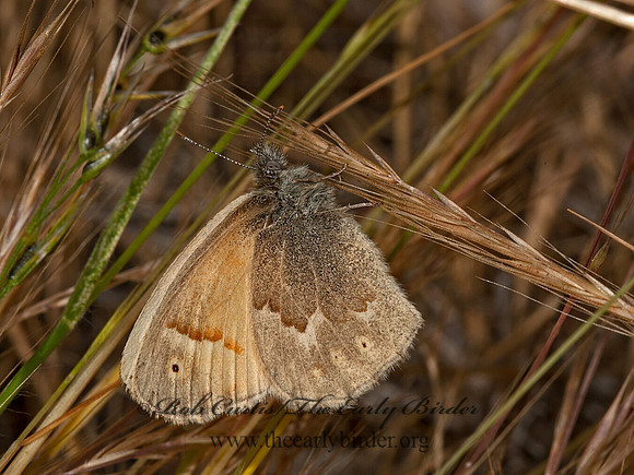 Coenonympha tullia california  CALIFORNIA RINGLET 8036908