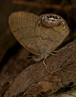 Cyllopsis gemma GEMMED SATYR 9050075