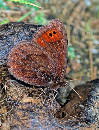 Erebia epipsodea  Reddisked Alpine 243327