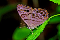 Lethe anthedon  NORTHERN PEARLY EYE  170223