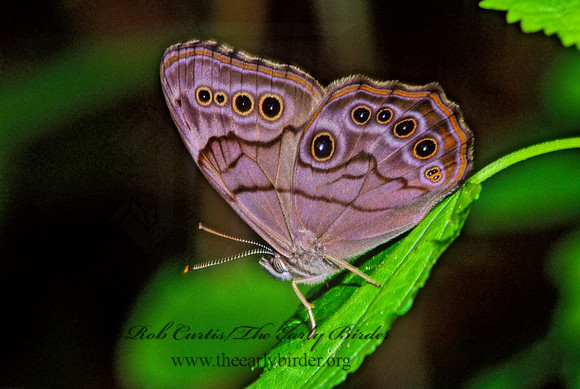 Lethe anthedon  NORTHERN PEARLY EYE  170223