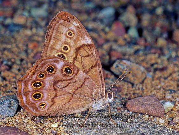 Lethe anthedon  NORTHERN PEARLY EYE  206911