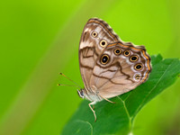 Satyrinae, SATYRS & MORPHOS & ALLIES