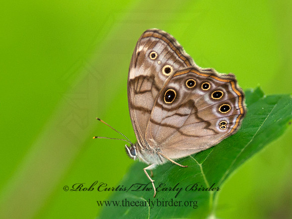 Lethe anthedon  NORTHERN PEARLY EYE  8028730